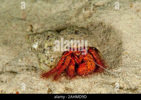 Dardano calidus è una specie di granchio eremita dall'Atlantico orientale (Portogallo in Senegal) e Mare Mediterraneo Foto Stock