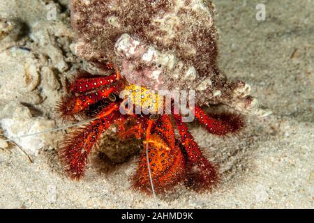 Dardano calidus è una specie di granchio eremita dall'Atlantico orientale (Portogallo in Senegal) e Mare Mediterraneo Foto Stock