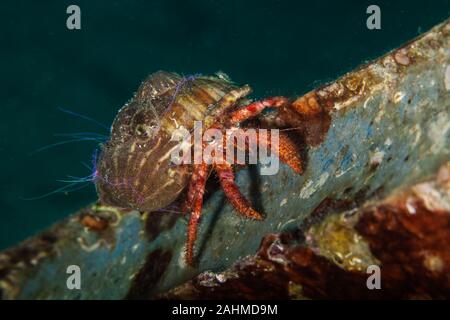 Dardano calidus è una specie di granchio eremita dall'Atlantico orientale (Portogallo in Senegal) e Mare Mediterraneo Foto Stock