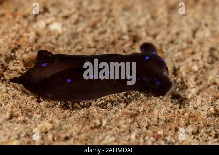 Chelidonura livida è una specie di lumache di mare, o 'headshield slug', un marine opisthobranch mollusco gasteropode della famiglia Aglajidae Foto Stock