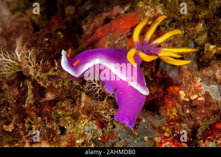Hypselodoris apolegma è una specie di colori del mare slug o dorid nudibranch, marino mollusco gasteropode della famiglia Chromodorididae Foto Stock