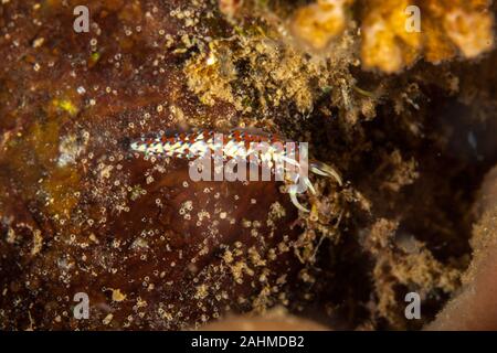 Il mosto indica è una specie di lumache di mare, un aeolid nudibranch, marino mollusco gasteropode della famiglia Facelinidae Foto Stock