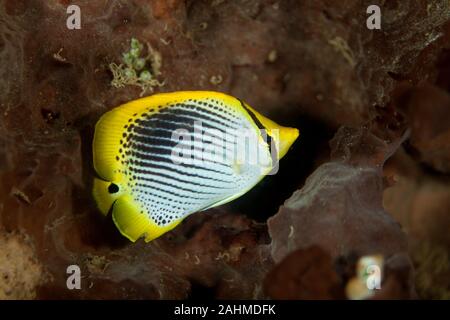 Spot-tailed Butterflyfish, Chaetodon ocellicaudus Foto Stock