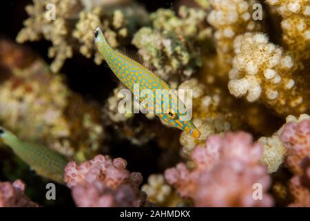 Longnose Filefish - Oxymonocanthus longirostris Foto Stock