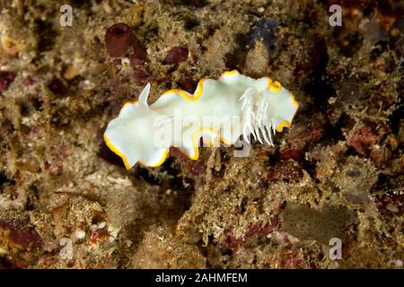 Heron Ardeadoris, Ardeadoris egretta è una specie di lumache di mare, un dorid nudibranch, un guscio-meno marine mollusco gasteropode della famiglia Chromodorididae Foto Stock