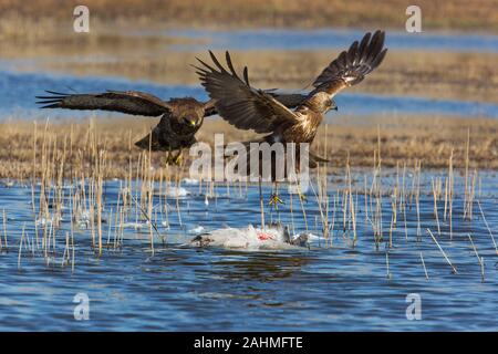 Comune poiana (Buteo buteo) (sinistra) e western Marsh Harrier (Circus aeruginosus) (destro) lotta su un kill. Fotografato in Israele nel febbraio Foto Stock