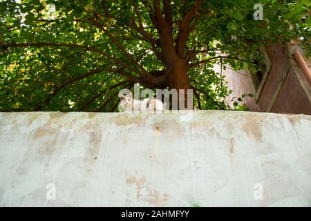 Cat guardando intorno sulla parete in strada. Piume giallo nei colori bianco. Foto Stock