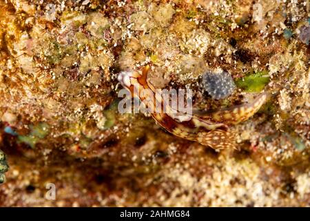 Hypselodoris krakatoa è una specie di lumache di mare o dorid nudibranch, marino mollusco gasteropode della famiglia Chromodorididae Foto Stock