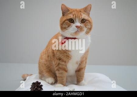 Rosso / Giallo / arancio cat in stretta fino Foto Stock