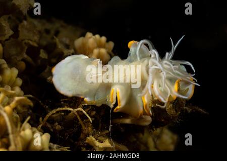 Heron Ardeadoris, Ardeadoris egretta è una specie di lumache di mare, un dorid nudibranch, un guscio-meno marine mollusco gasteropode della famiglia Chromodorididae Foto Stock