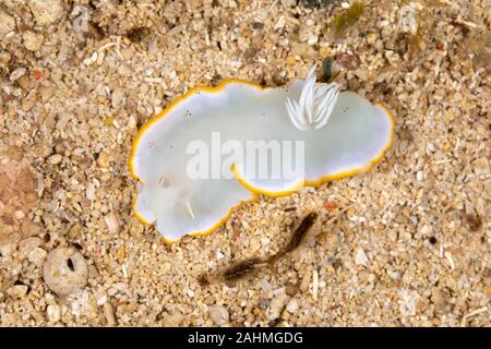 Heron Ardeadoris, Ardeadoris egretta è una specie di lumache di mare, un dorid nudibranch, un guscio-meno marine mollusco gasteropode della famiglia Chromodorididae Foto Stock