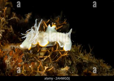 Heron Ardeadoris, Ardeadoris egretta è una specie di lumache di mare, un dorid nudibranch, un guscio-meno marine mollusco gasteropode della famiglia Chromodorididae Foto Stock