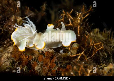 Heron Ardeadoris, Ardeadoris egretta è una specie di lumache di mare, un dorid nudibranch, un guscio-meno marine mollusco gasteropode della famiglia Chromodorididae Foto Stock