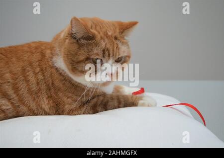 Rosso / Giallo / arancio cat in stretta fino Foto Stock