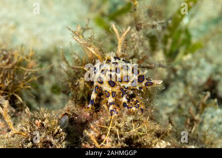 Maggiore blu-inanellati octopus, Hapalochlaena lunulata Foto Stock