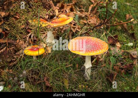 Tre grandi toadstools rossi crescono nell'erba. Foto Stock