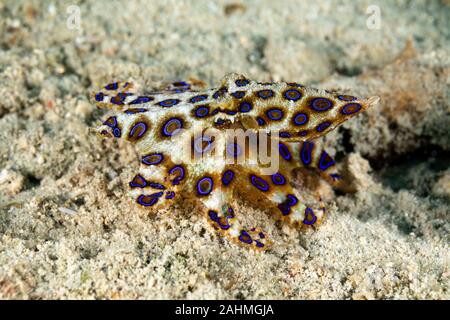 Maggiore blu-inanellati octopus, Hapalochlaena lunulata Foto Stock