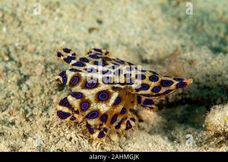 Maggiore blu-inanellati octopus, Hapalochlaena lunulata Foto Stock