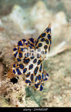 Maggiore blu-inanellati octopus, Hapalochlaena lunulata Foto Stock