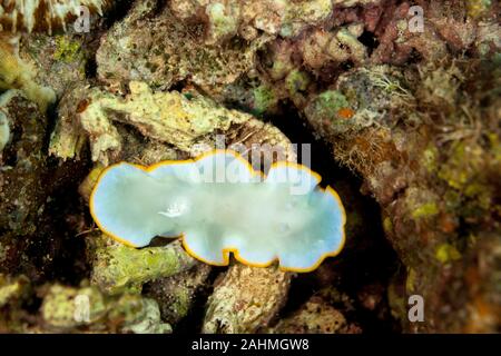 Heron Ardeadoris, Ardeadoris egretta è una specie di lumache di mare, un dorid nudibranch, un guscio-meno marine mollusco gasteropode della famiglia Chromodorididae Foto Stock