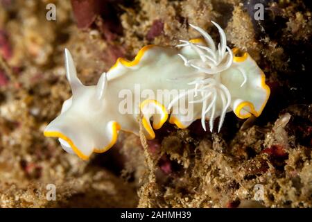 Heron Ardeadoris, Ardeadoris egretta è una specie di lumache di mare, un dorid nudibranch, un guscio-meno marine mollusco gasteropode della famiglia Chromodorididae Foto Stock