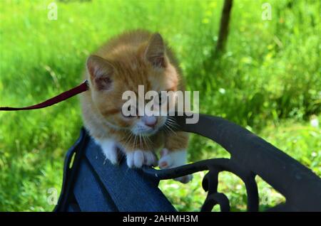 Rosso / Giallo / arancio cat in stretta fino Foto Stock