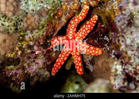 Fromia monilis, nome comune collana starfish di piastrelle o di stelle marine, è una specie di stella marina appartenente alla famiglia Goniasteridae Foto Stock