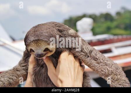 Bradipo in Amazzonia, Brasile Foto Stock