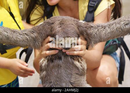 Bradipo in Amazzonia, Brasile Foto Stock