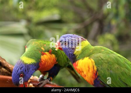 Parrocchetti sedersi e mangiare in un parco Foto Stock