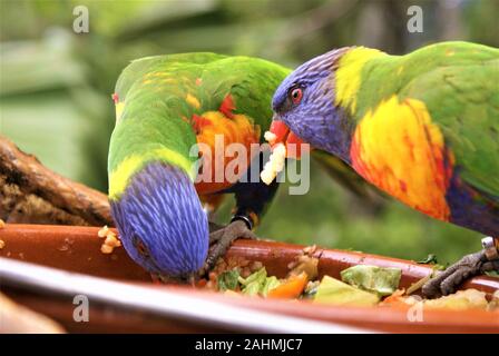 Parrocchetti sedersi e mangiare in un parco Foto Stock