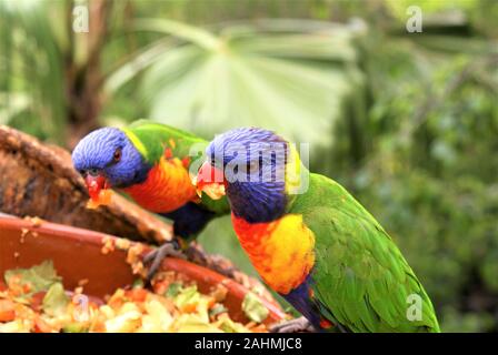 Parrocchetti sedersi e mangiare in un parco Foto Stock