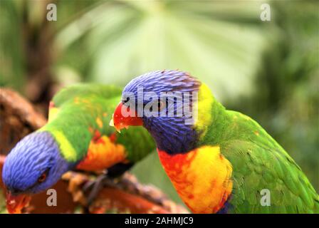 Parrocchetti sedersi e mangiare in un parco Foto Stock