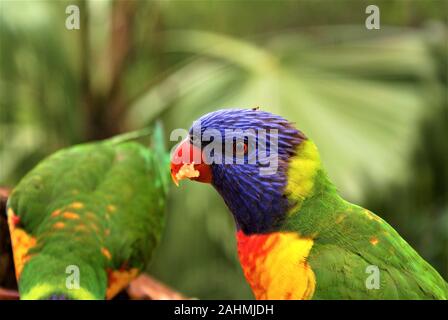 Parrocchetti sedersi e mangiare in un parco Foto Stock