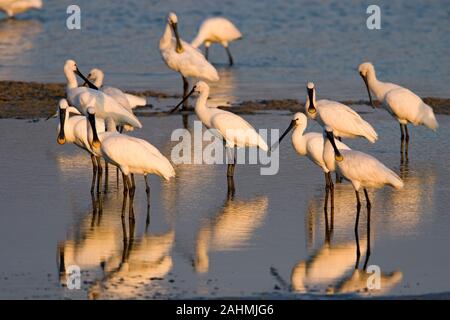 Un gregge di Eurasian spatole (Platalea leucorodia). Questo trampolieri si trova nel sud di Eurasia, Europa e Africa del Nord. Migra il tropi Foto Stock