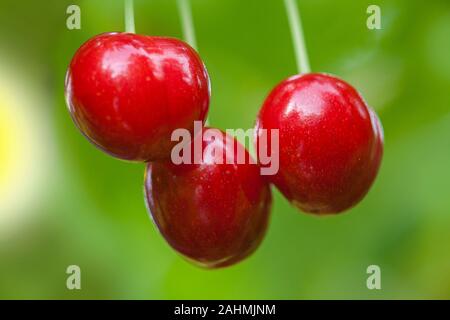 Tre mature ciliege rosse sui peduncoli appendere su un verde, sfondo sfocato Foto Stock