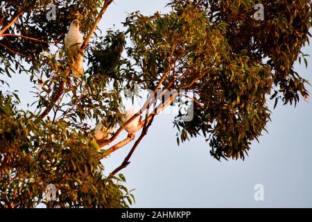 Bianco e rosa lunga fatturati Corella pappagalli nella struttura ad albero nel pomeriggio golden sun Foto Stock