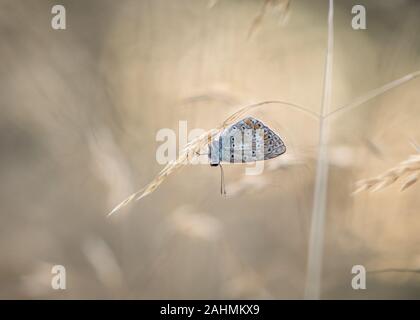 Arte fotografia di comune blue butterfly poggiante su erba in un prato west sussex Foto Stock