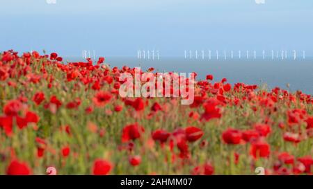 Campo di papavero affacciato sulla costa sud a Lancing con turbine eoliche Foto Stock