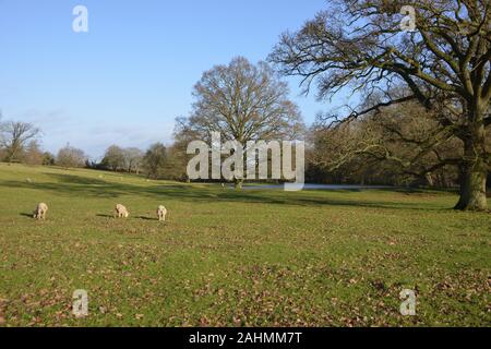 Un inverno scena illuminata in un parco che circonda il Castello di Broughton nel nord Oxfordshire villaggio dello stesso nome. Foto Stock