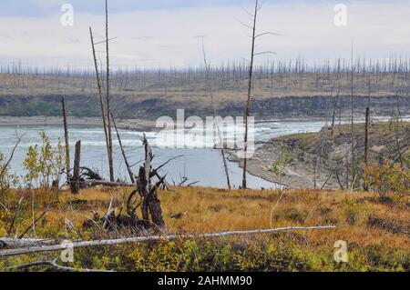 Foresta morto, ucciso dalla Norilsk Nickel impianto. A sud est di Norilsk, una foresta di alberi a secco si estende per centinaia di chilometri. Foto Stock