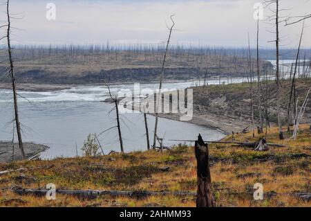 Foresta morto, ucciso dalla Norilsk Nickel impianto. A sud est di Norilsk, una foresta di alberi a secco si estende per centinaia di chilometri. Foto Stock