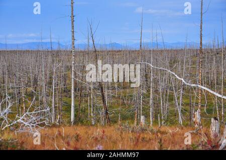 Foresta morto, ucciso dalla Norilsk Nickel impianto. A sud est di Norilsk, una foresta di alberi a secco si estende per centinaia di chilometri. Foto Stock