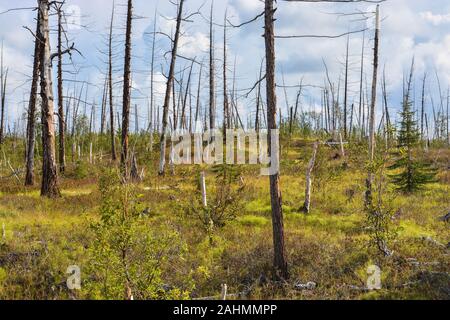 Foresta morto, ucciso dalla Norilsk Nickel impianto. A sud est di Norilsk, una foresta di alberi a secco si estende per centinaia di chilometri. Foto Stock