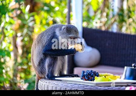 Sykes di scimmia (Cercopithecus albogularis), o Blue Monkey (Cercopithecus mitis), presso un hotel di lusso a Zanzibar, rubando il benvenuto frutta Foto Stock