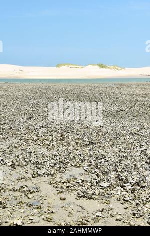 Grande quantità di ostriche che cresce su una spiaggia del Brasile settentrionale Foto Stock