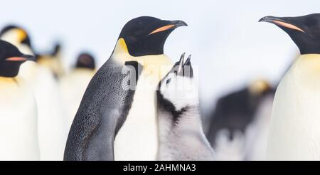 Pinguini imperatore a snow hill, Antartide Foto Stock