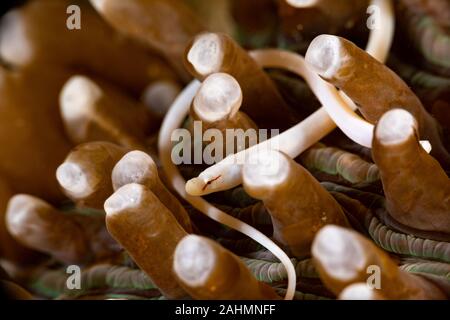 Fungo Pipefish corallo bianco, Pipefish Siokunichthys nigrolineatus Foto Stock