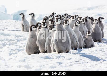 Pinguini imperatore a snow hill, Antartide Foto Stock