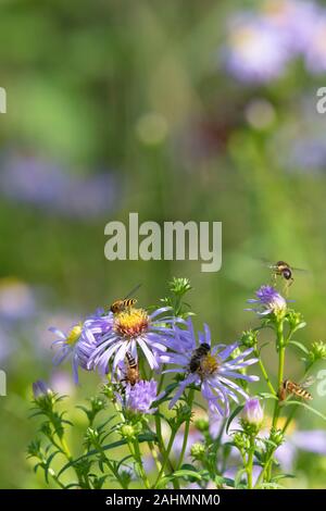 Diversi Hoverflies raccogliere su un Michaelmas Daisy (Symphyotrichum Novi-Belgii) in estate il sole Foto Stock